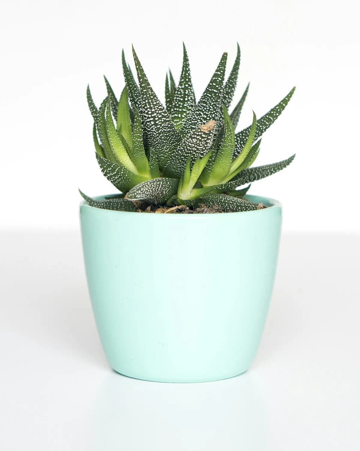 Stoneware planter in mint holding a small succulent